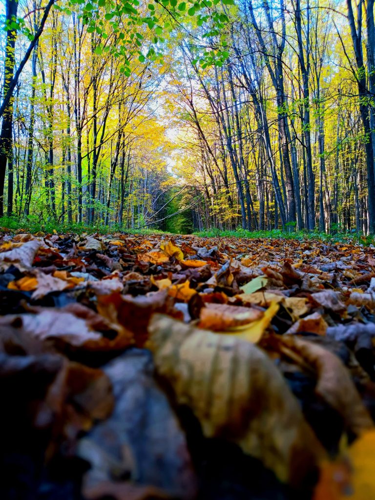 Culorile toamnei, Concurs foto 18 octombrie 2022 Culorile toamnei, Concurs foto 18 octombrie 2022